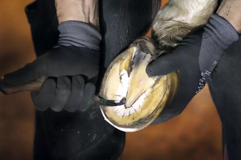 Расчистка копыт лошадям, мрс