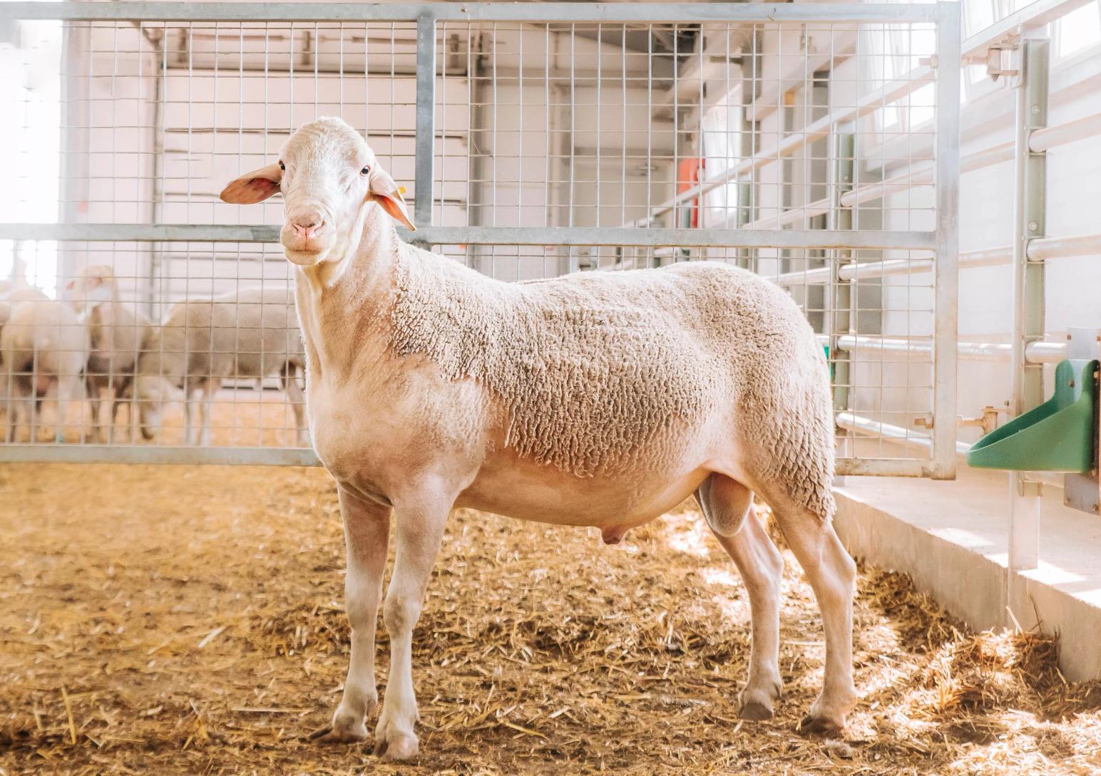 #Лакон чистая линия