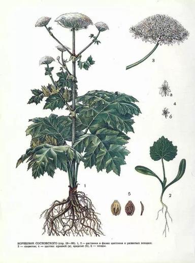 Борщевик Сосновского