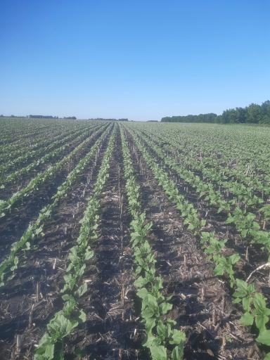 Можно ли обрабатывать подсолнечник имазамоксом?