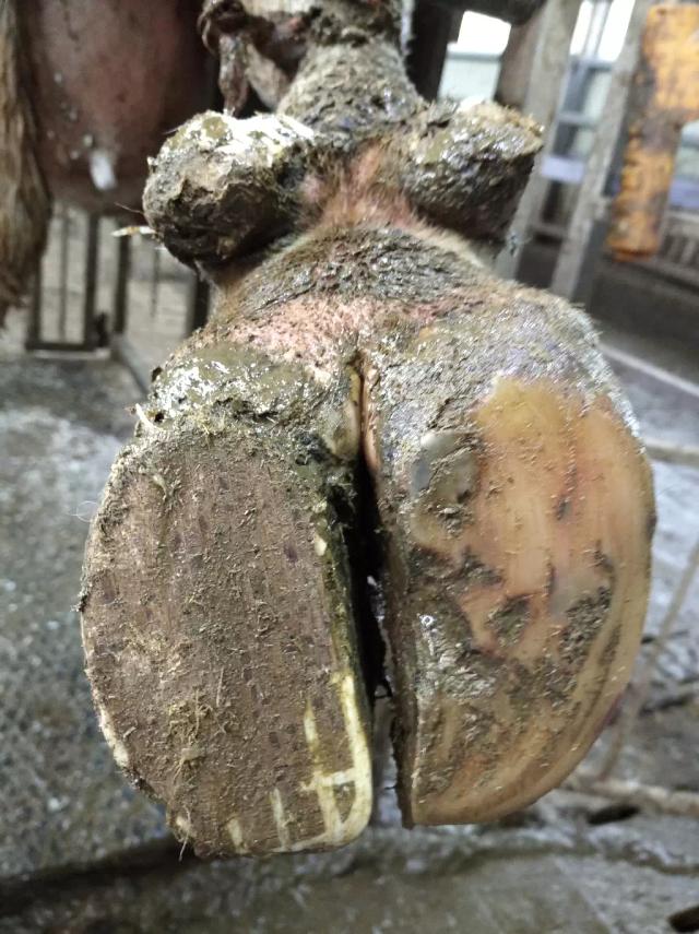 Понятие правильное "здоровое" копытце КРС