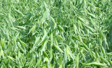 Конкур сорт овса ярового