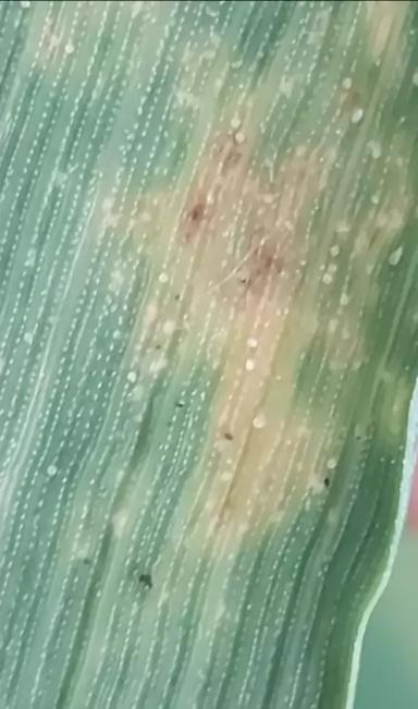 Меры борьбы с клещом на зерновых культурах