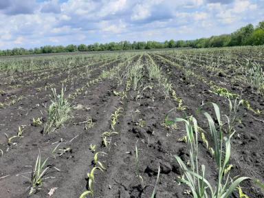 Сравнение эффективности различных гербицидов на кукурузе на зерно