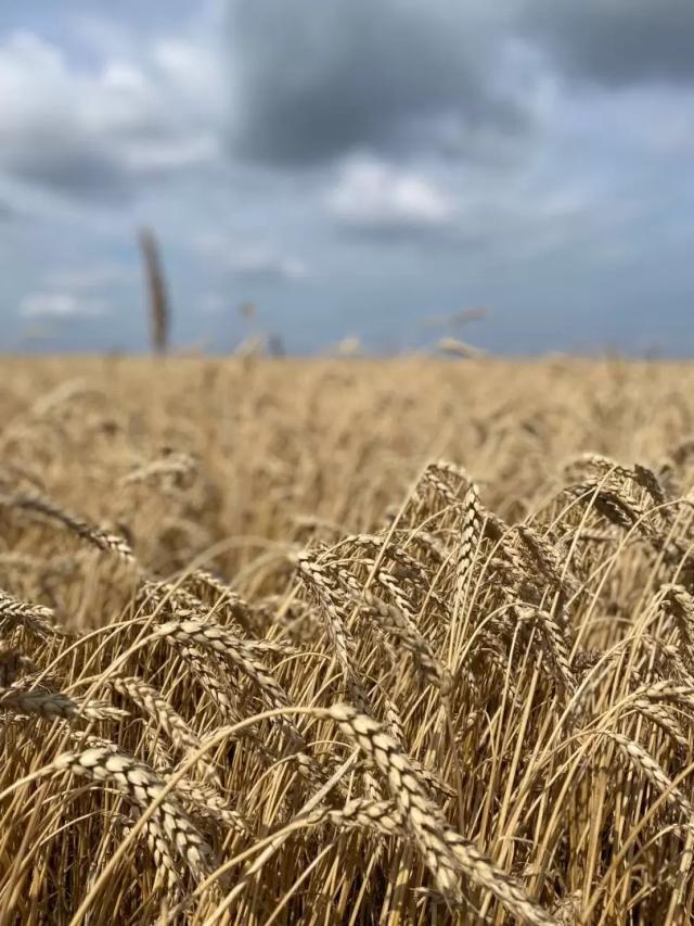 🌽 Промежуточные показатели демопосевов в АО ВЗП «Северное Алексеевское»