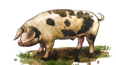 Северокавказская порода свиней