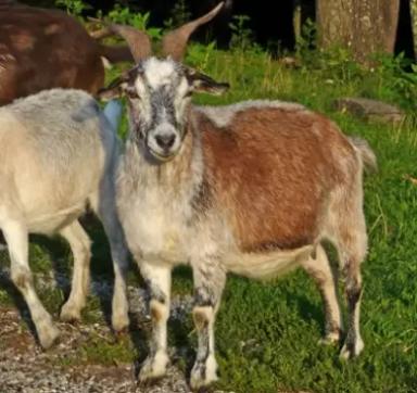 Миотонические козы — особенности породы