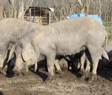 Неро казертано (казертанская) – порода свиней