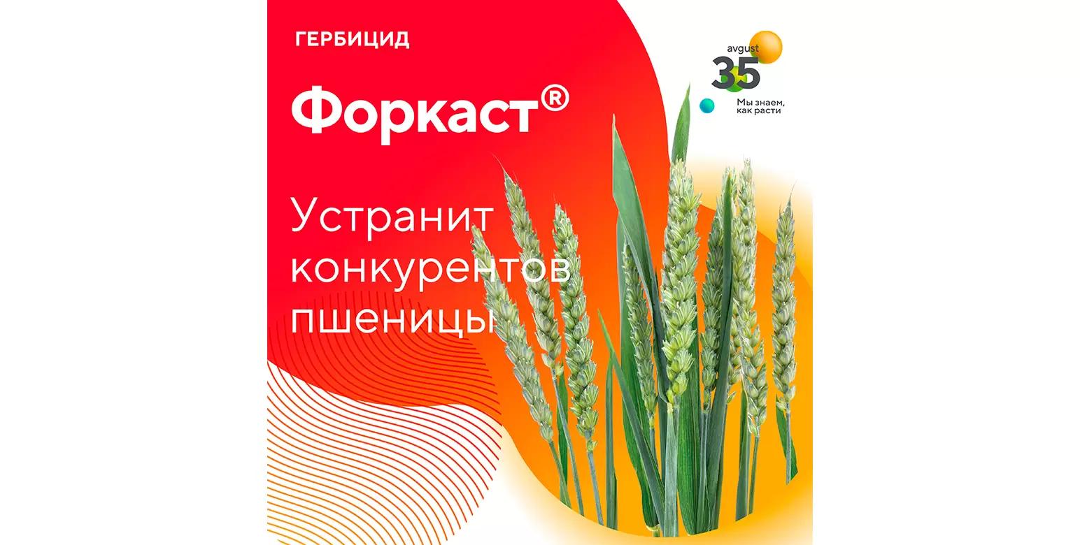 Форкаст® – гербицид для защиты озимой пшеницы
