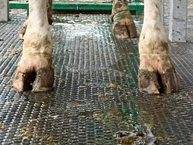 ФОК (функциональная обрезка копытец) крупного рогатого скота, что это?