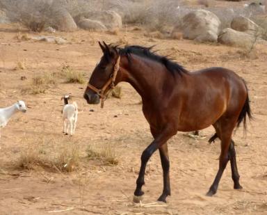 Берберийская порода