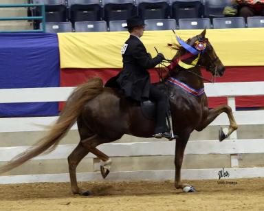 Американская верховая (сэддлбредная)