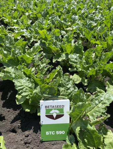 РАЦИОНАЛЬНЫЙ ПОДХОД К ВЫРАЩИВАНИЮ САХАРНОЙ СВЕКЛЫ