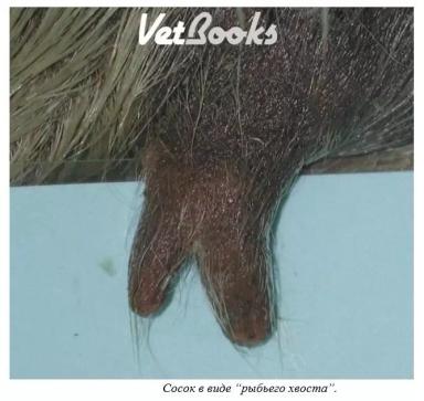 Харвуд – "Ветеринарное руководство по здоровью и благополучию коз". Гл. 8., ч. 2