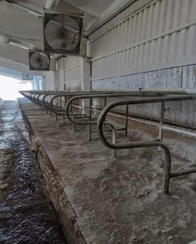 " Тепловой стресс коров 🐄 "