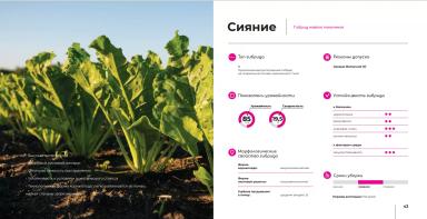 Сияние гибрид сахарной свеклы