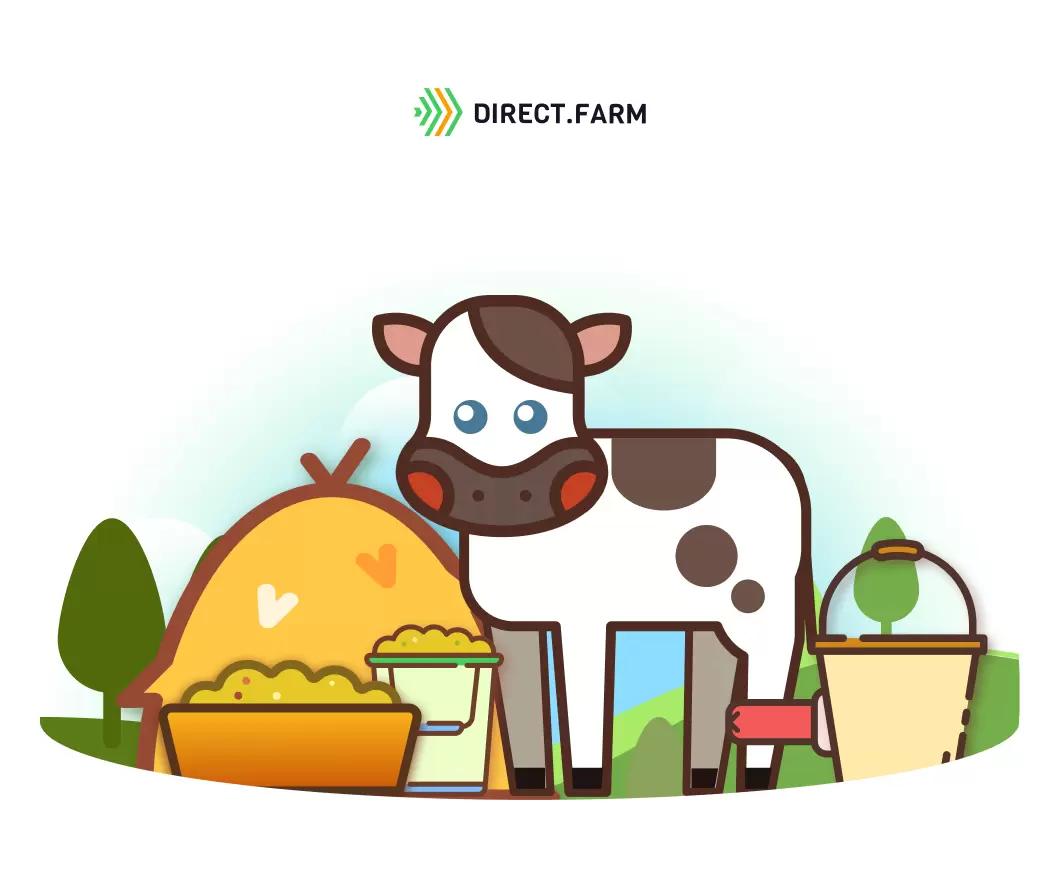 Как проводить “разгон” рубца телят?