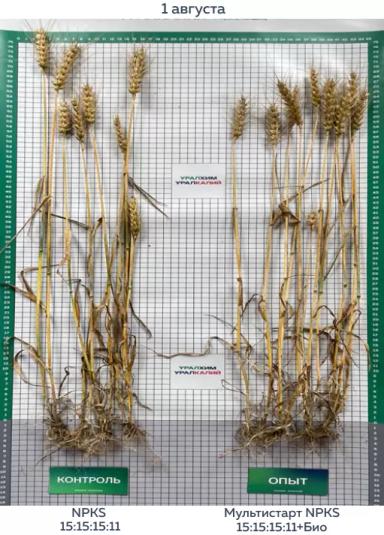 Биомодифицированное удобрение МультиСтарт 15:15:15:11 + Био – результаты опытов