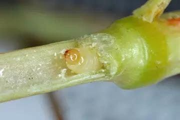 Обыкновенный хлебный пилильщик