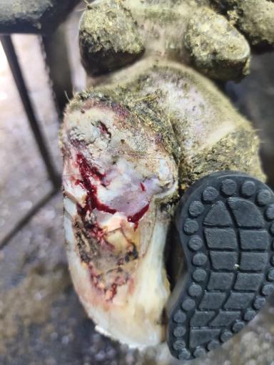 Здоровые копытца у крупного рогатого скота — основа здоровья животных.