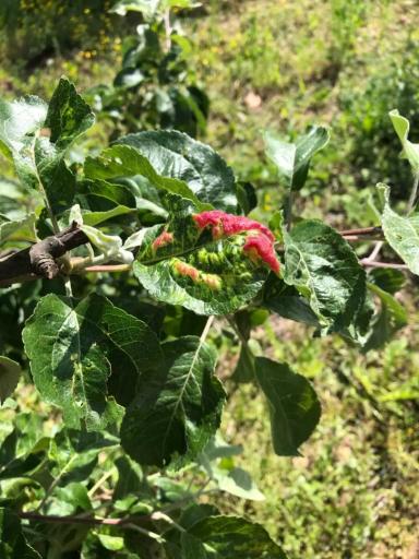 Что за вредители на яблоне?