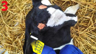 Обезроживание телят пастой