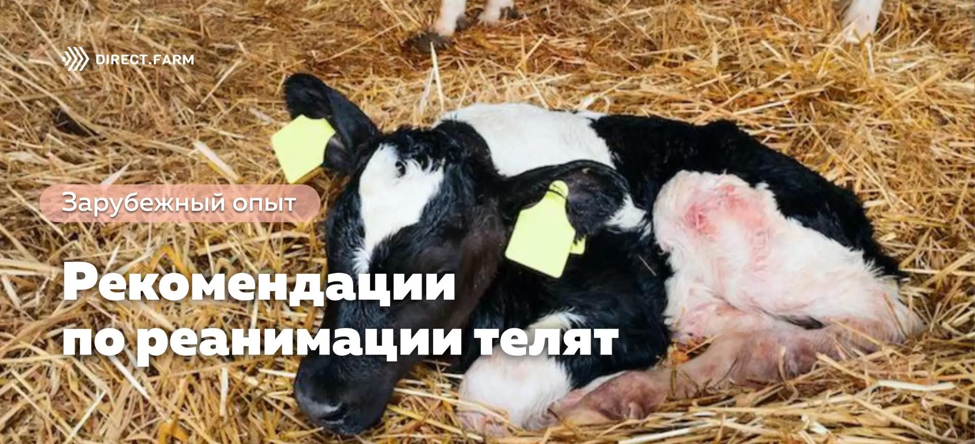 9 рекомендаций по реанимации новорожденных телят