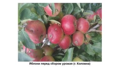 Защита растений от возвратных заморозков, засухи и других стрессов