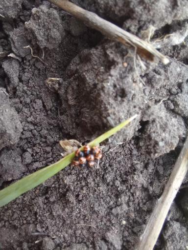 Что за вредители?