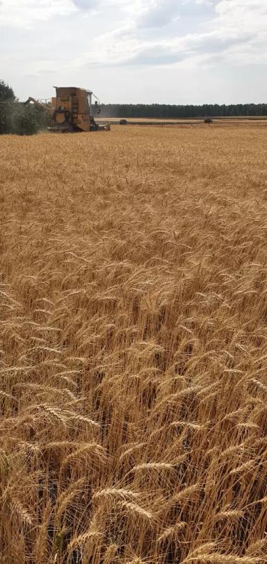 СИЛАЧ - сорт яровой мягкой пшеницы ФГБНУ "Челябинский НИИСХ"