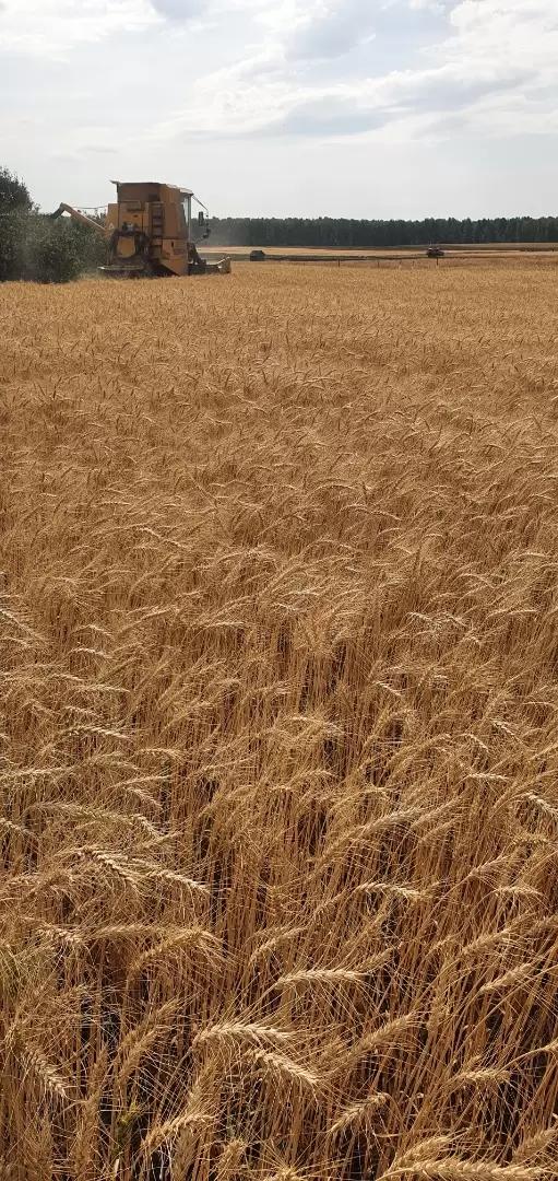 СИЛАЧ - сорт яровой мягкой пшеницы ФГБНУ "Челябинский НИИСХ"