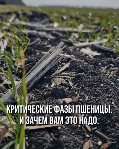 КРИТИЧЕСКИЕ ФАЗЫ ПШЕНИЦЫ. И ЗАЧЕМ ВАМ ЭТО НАДО.