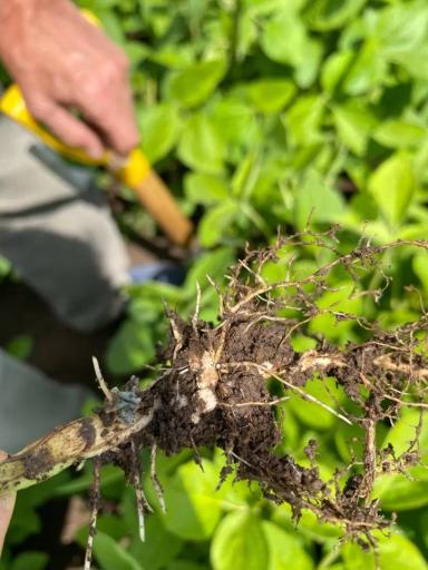 🌱 Промежуточные показатели демопосевов в агроцентре ООО «Казань Агрохимсервис»