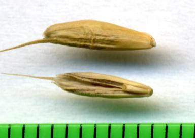 Костер ржаной