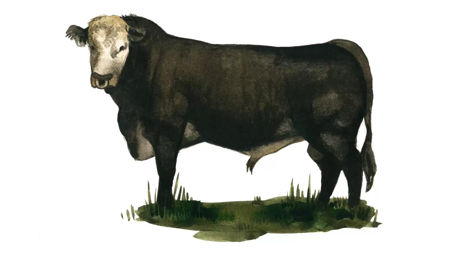 Сеноконвертер