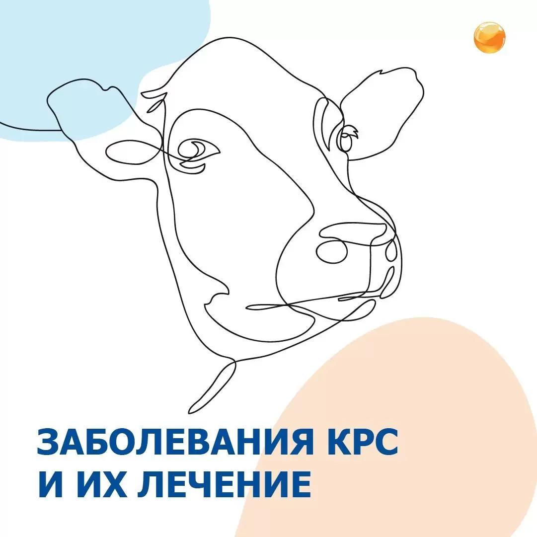 Профилактика возникновения кетоза, эндометрита и мастита у КРС через кормление.