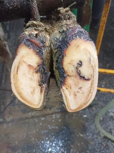 Интердигитальный дерматит