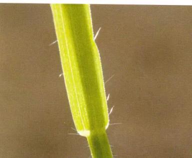 Овсюг обыкновенный