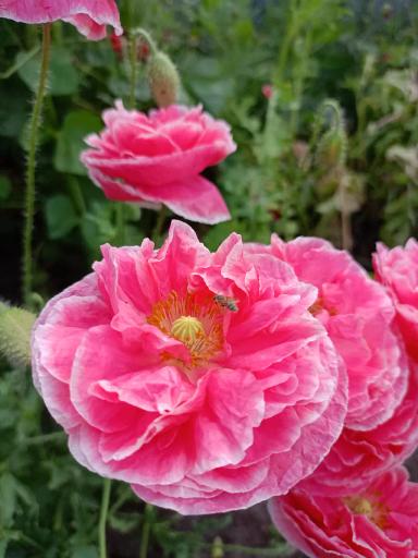 Красота декоративных маков