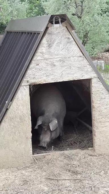 Неро казертано (казертанская) – порода свиней