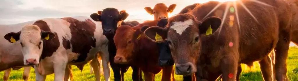 Госдума может одобрить применение лекарств для людей в качестве ветпрепаратов