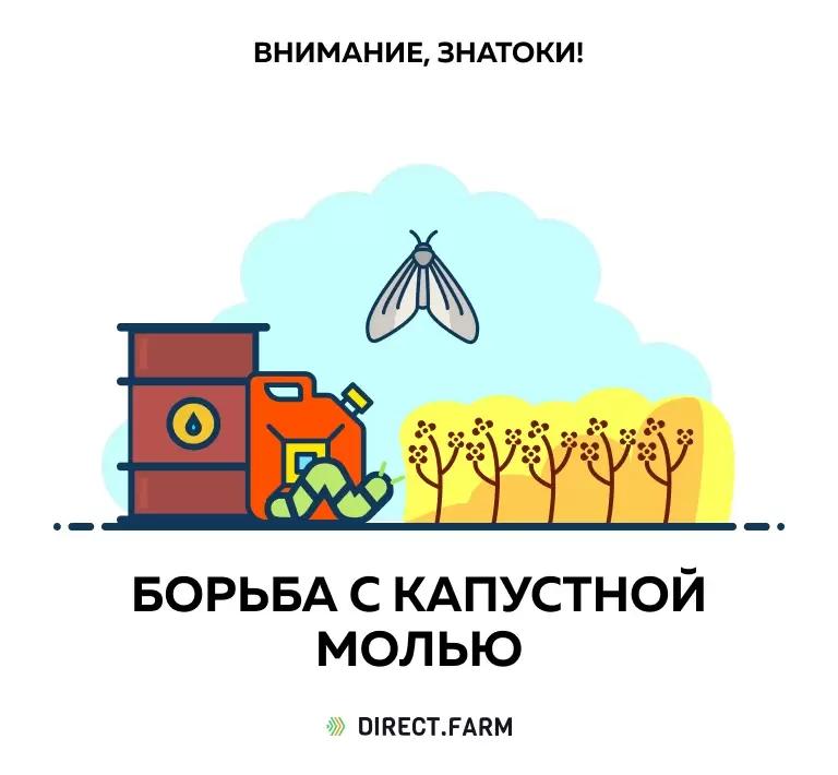 Капустная моль – меры борьбы