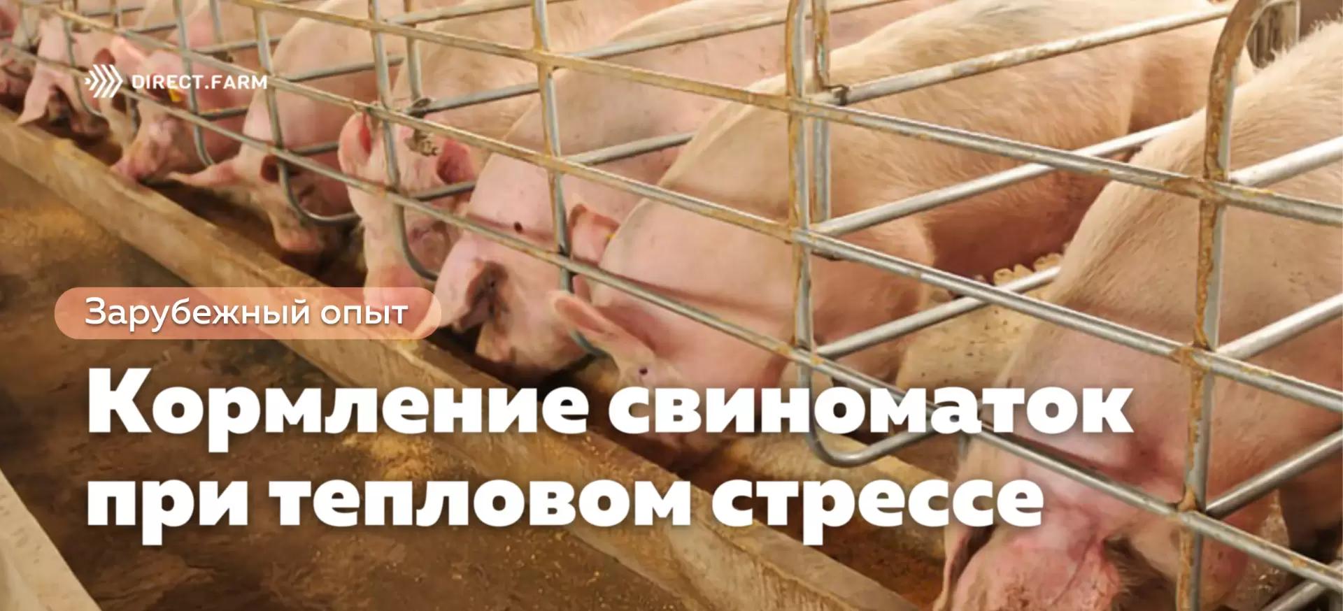 Оптимизация кормления свиноматок при тепловом стрессе