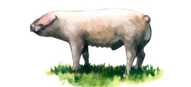 Западная белая порода свиней
