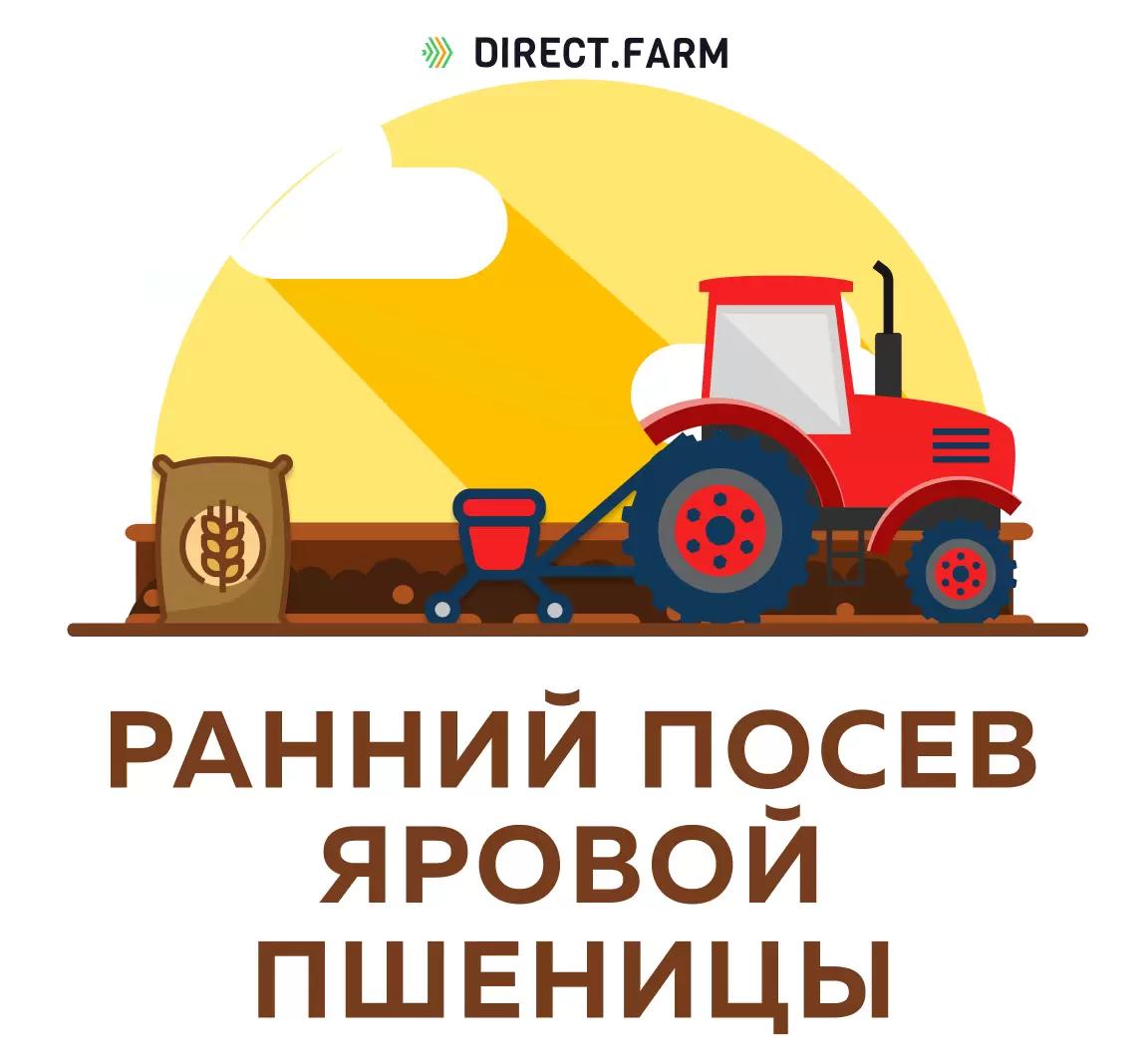 Насколько рано можно посеять яровую пшеницу?