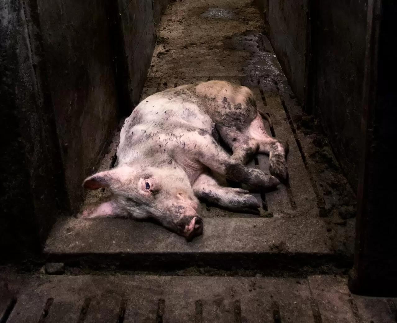 Что с поросенком?