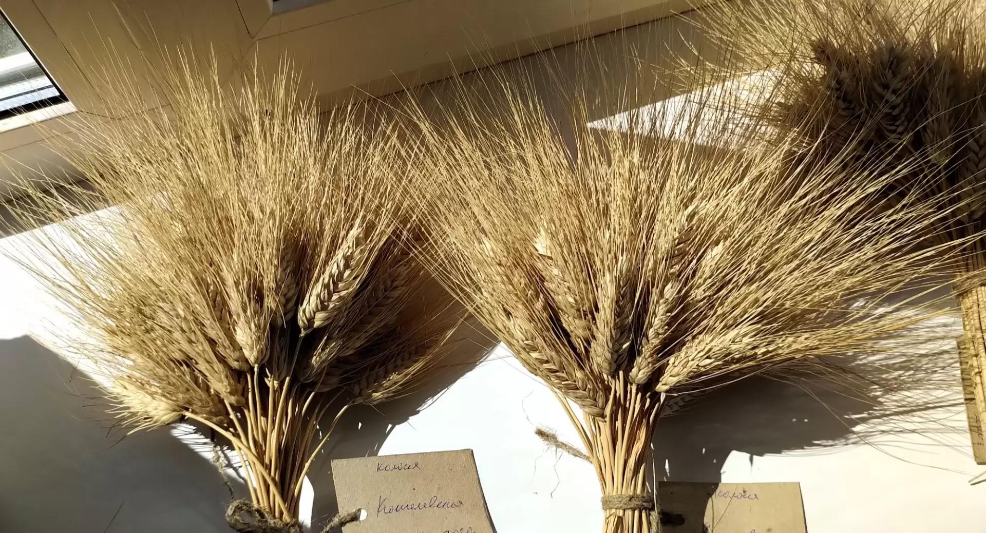 Впервые в Поволжье: новый сорт озимой твердой пшеницы