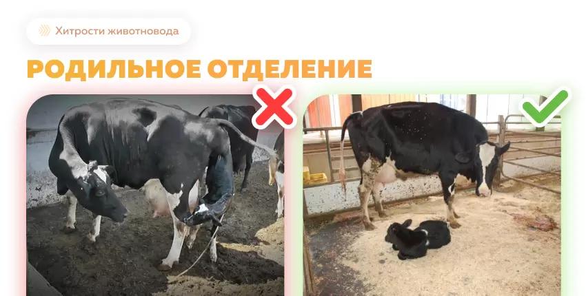 Родильные отделения для КРС