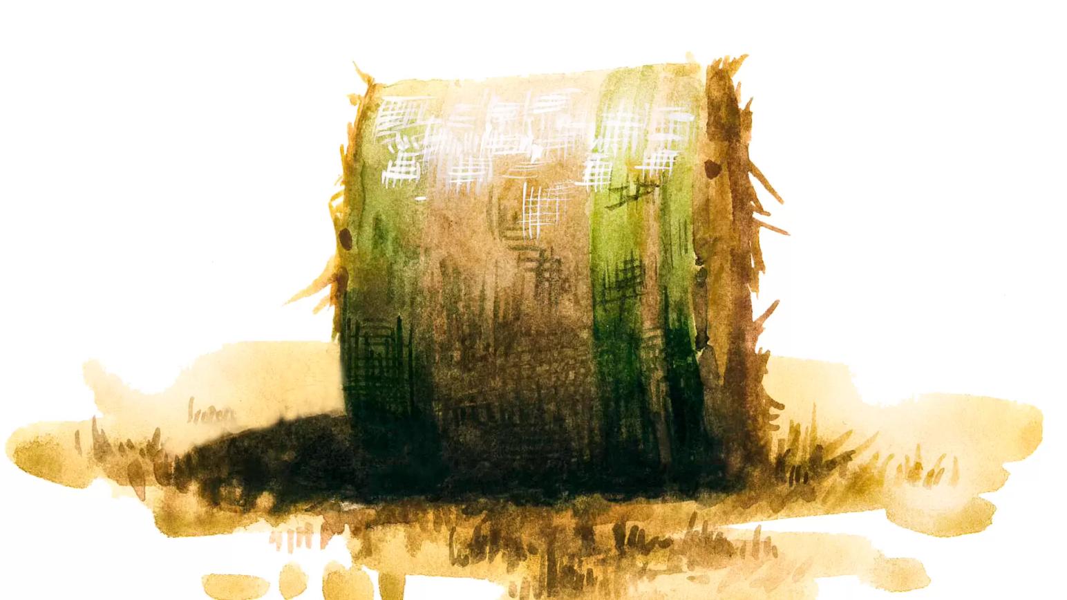 СЕНО – общая характеристика группы кормов