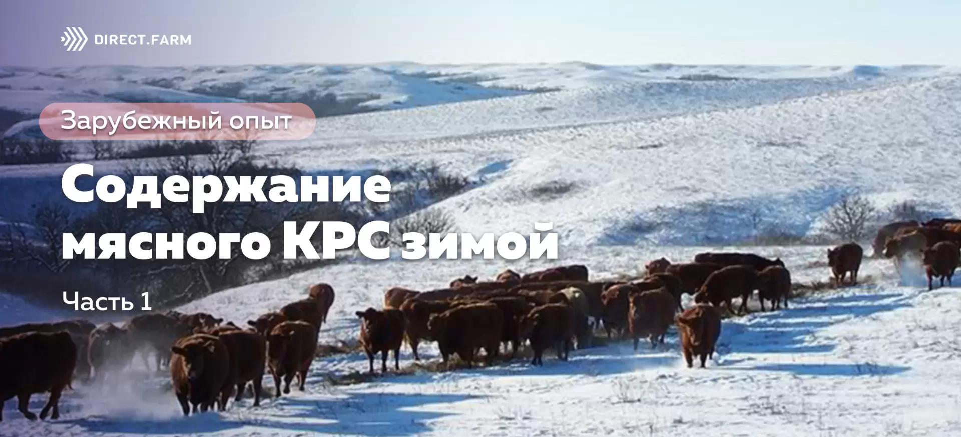 Содержание мясного КРС зимой. Часть 1